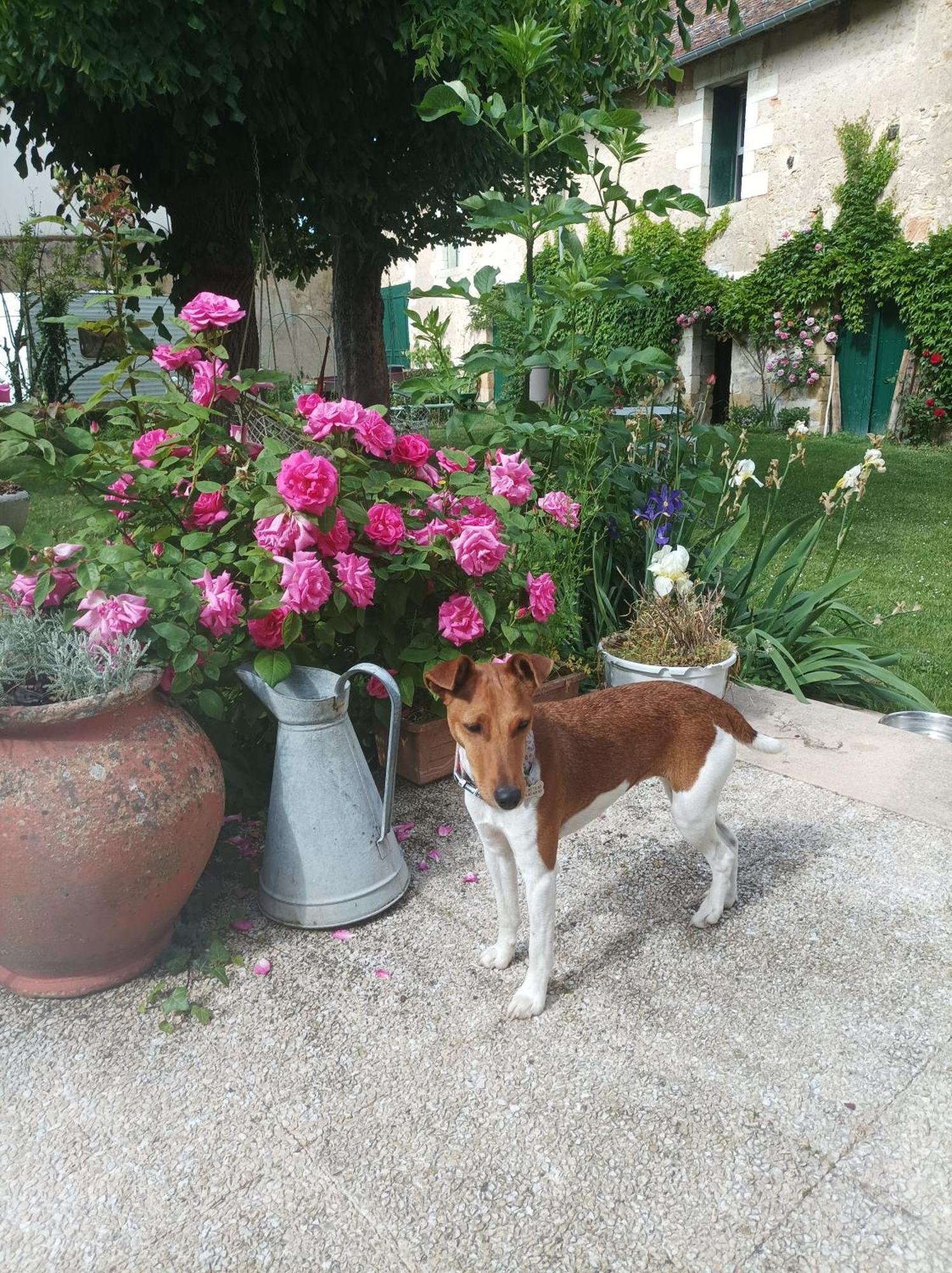 Le Relais Des Roses- Chambres D'Hotes Vatan Ngoại thất bức ảnh